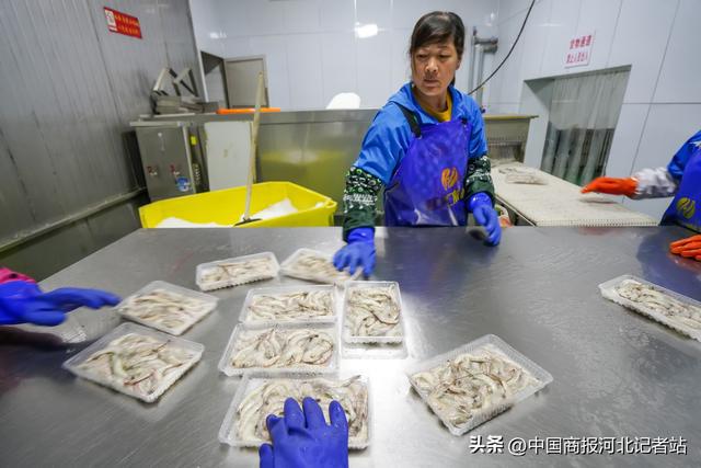 河北滦南:冷冻对虾加工忙