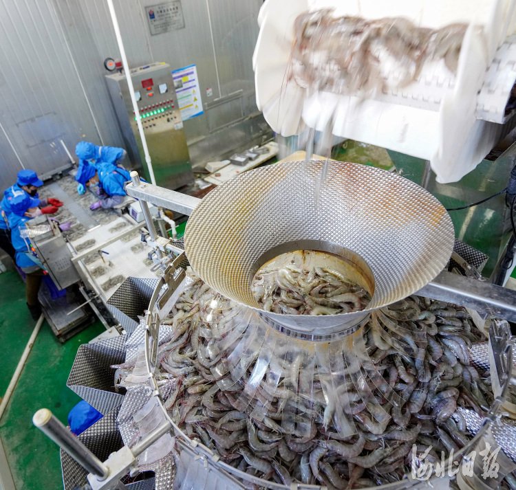 河北滦南:对虾收获加工忙