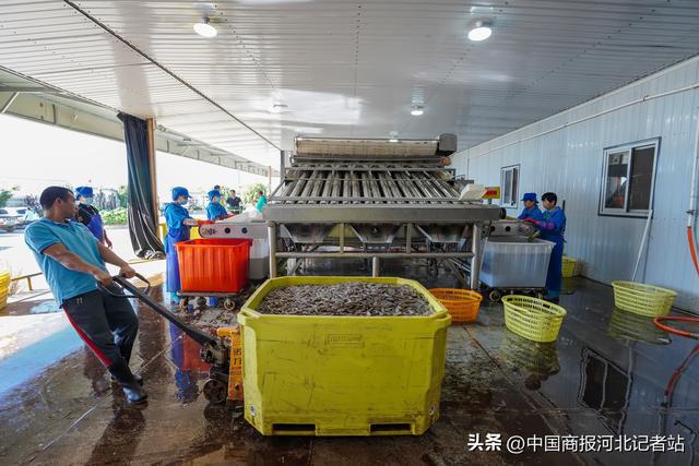河北滦南:冷冻对虾加工忙