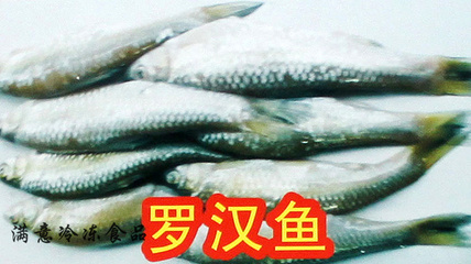 【专业批发 纯天然 美味 绿岛食品 罗汉鱼】价格,厂家,图片,鲜活/冷冻水产,苏州市相城区黄桥洪润满意冷冻食品加工厂-