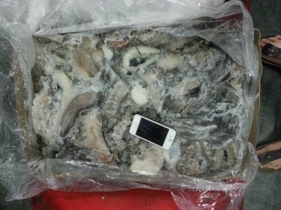 冷冻粗加工水产品-冷冻 鱿鱼腿 质量好102202海产品-冷冻粗加工.
