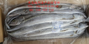 冷冻粗加工水产品-现货批发也门钓带/ 二等钓带 500/700g 福利好礼 (.