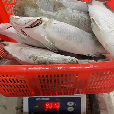 滨州市帆海水产品