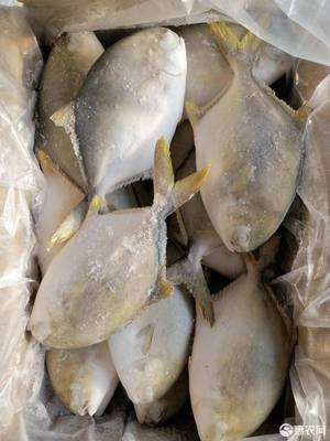 [金鲳鱼冻金鲳鱼 金鲳鱼原全整条冷冻水产海鲜食品类加工经销批发价格广价格280元/箱
