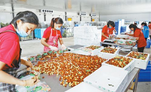 市内生鲜冷链配送渐成规模