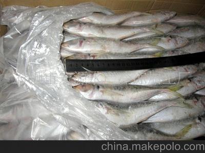 冷冻巴浪鱼与竹荚鱼批发指南 规格、图片与石狮宏源水产供应