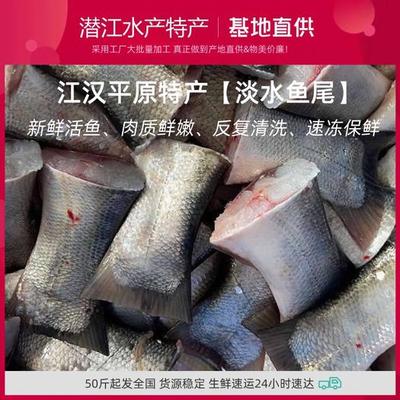 灰鲢鱼的特点与冷冻肉批发市场分析