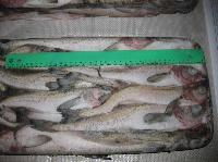 俄罗斯明太鱼冷冻肉批发供应详解